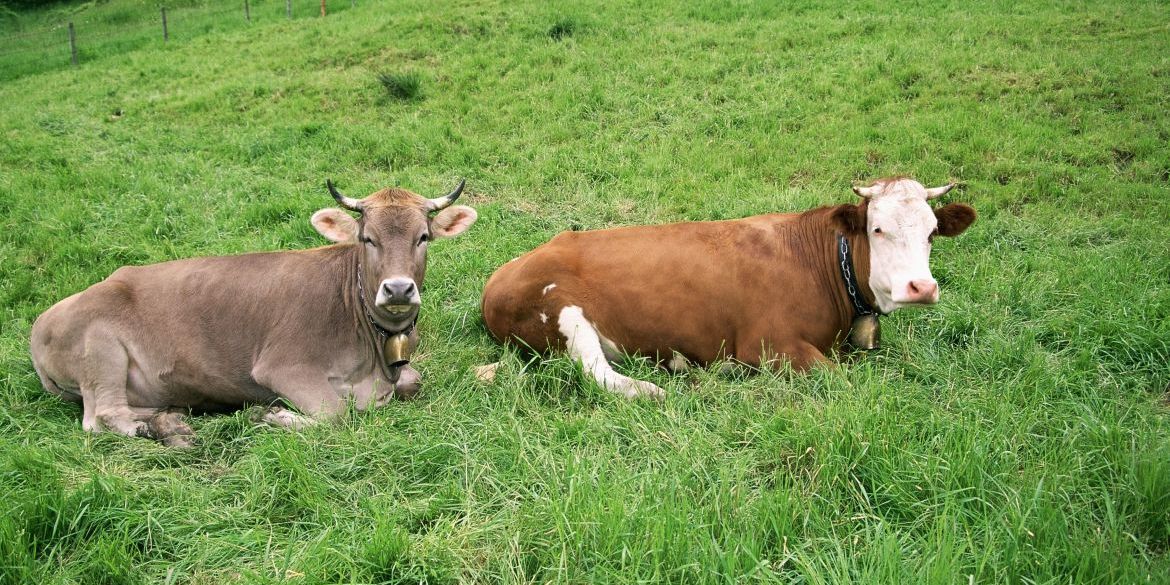 Zwei Kühe liegen auf der Weide.